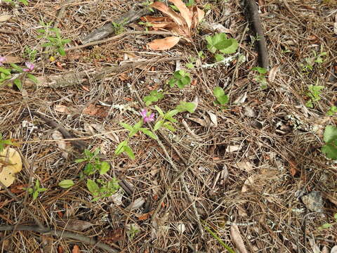 Image of California milkwort