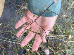 Image of Island American-Aster