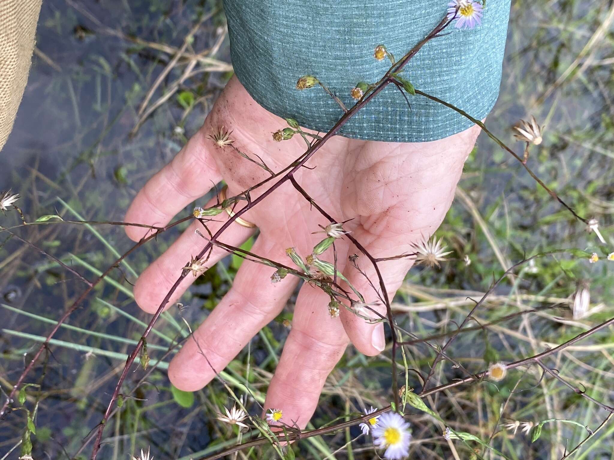 Image of Island American-Aster