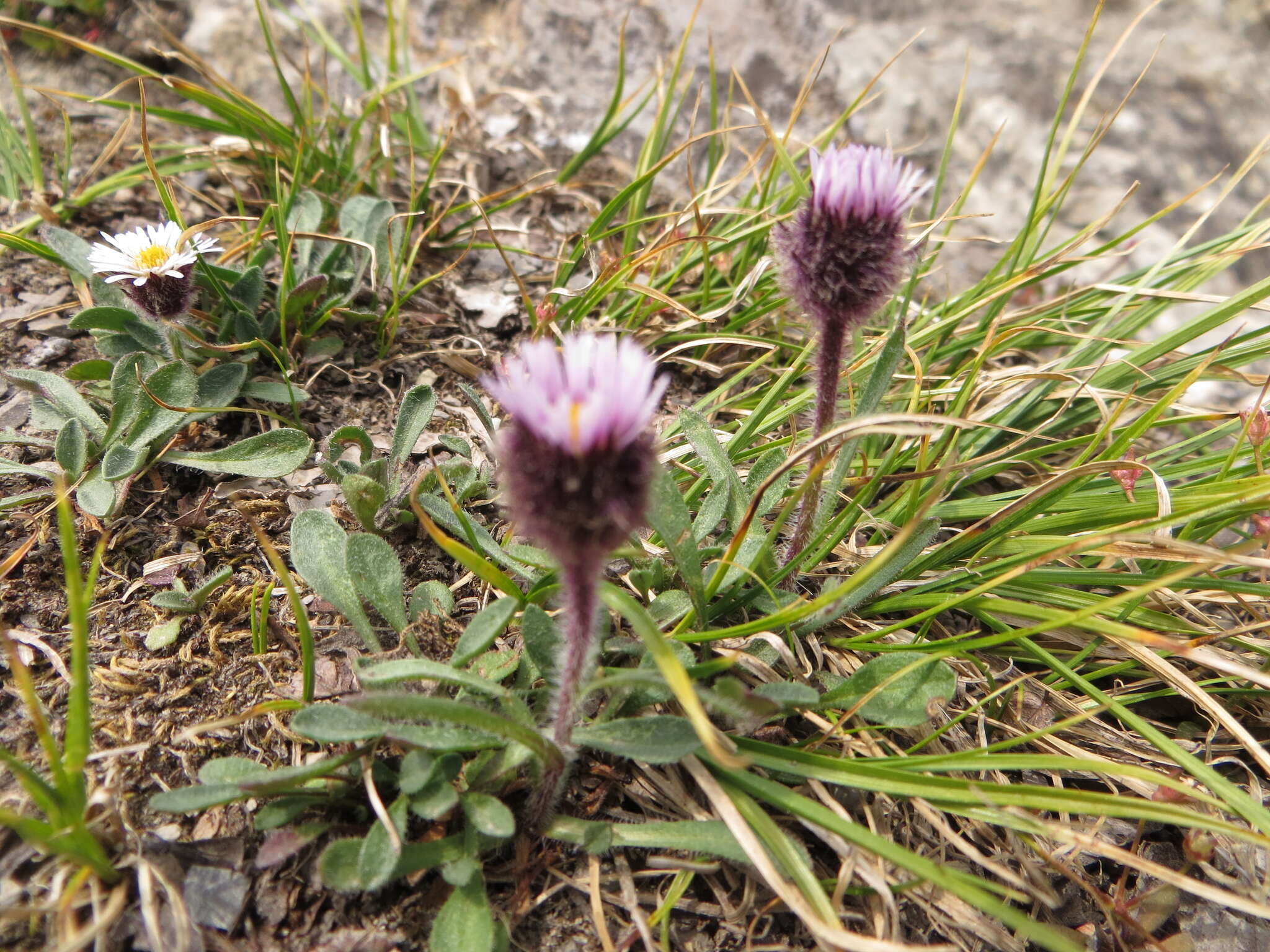 Image of arctic alpine fleabane