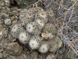 Mammillaria neopalmeri R. T. Craig的圖片