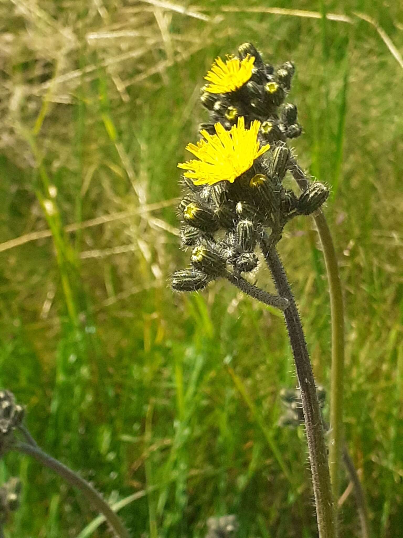 Image of Pilosella cymosa (L.) Sch. Bip., F. W. Schultz & Sch. Bip.