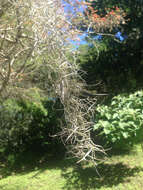 Image of Spanish moss