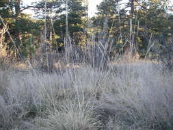 Image of green needlegrass