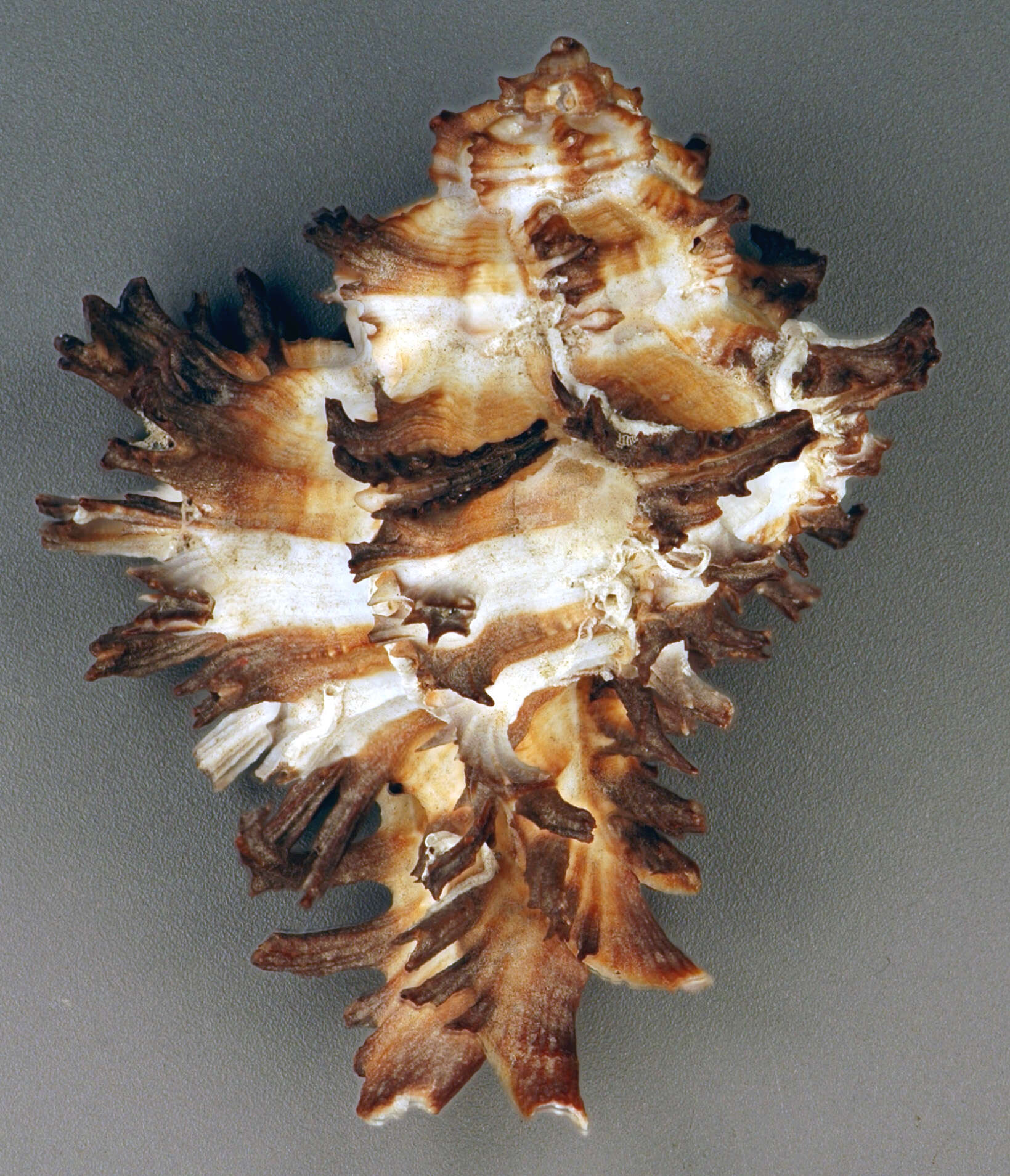 Image of endive murex