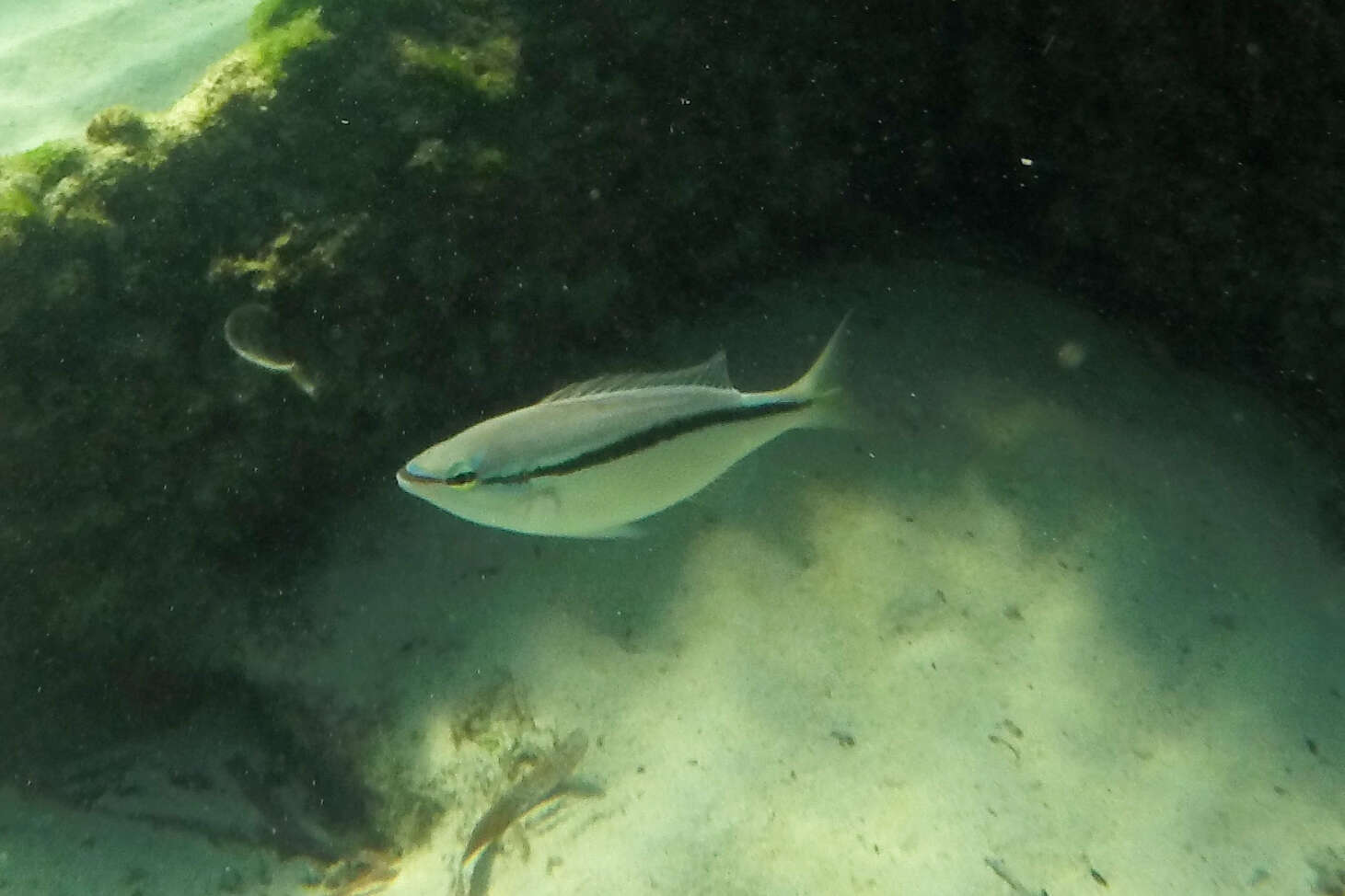 Image of Black stripe butterfish