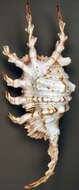 Image of Scorpion Spider Conch