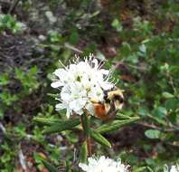 Image de Bombus sylvicola Kirby 1837