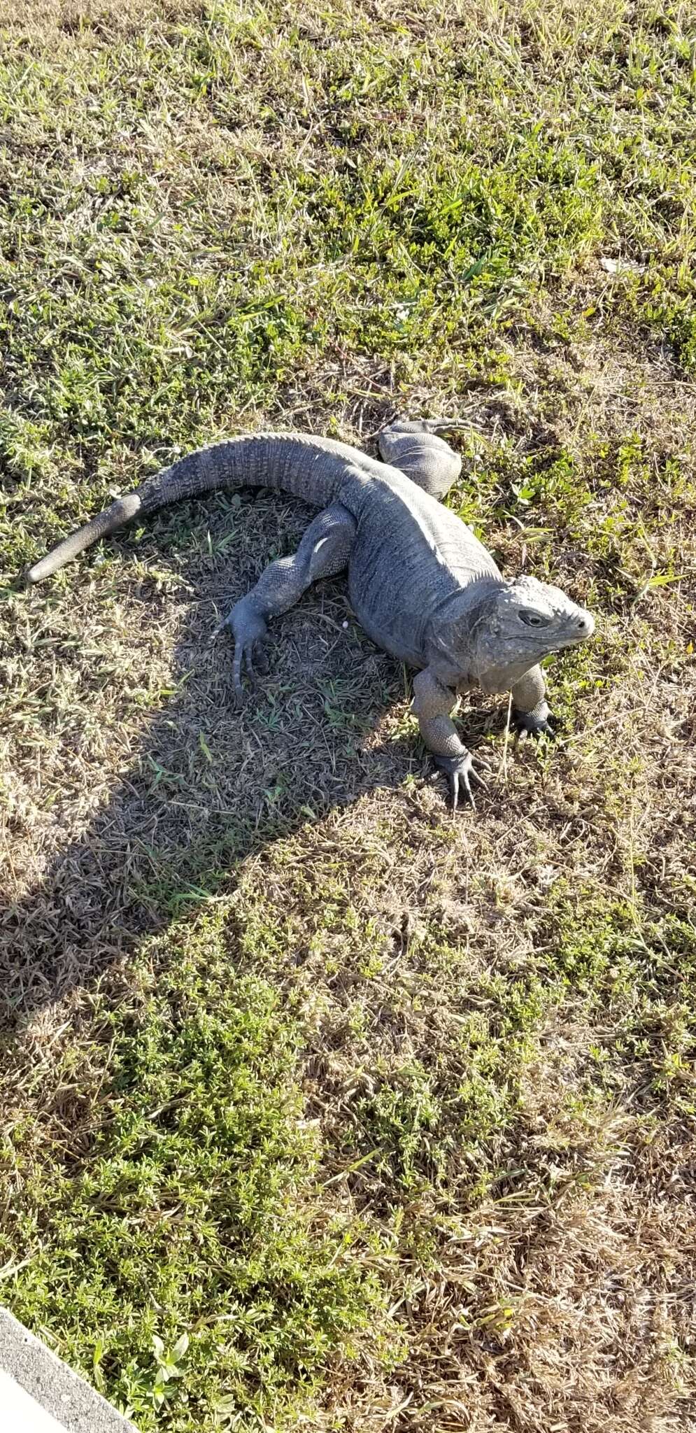 صورة Cyclura nubila nubila (Gray 1831)