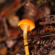 Image of Camarophyllus aurantiopallens E. Horak 1973