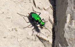 Imagem de Cicindela (Cicindela) sexguttata Fabricius 1775