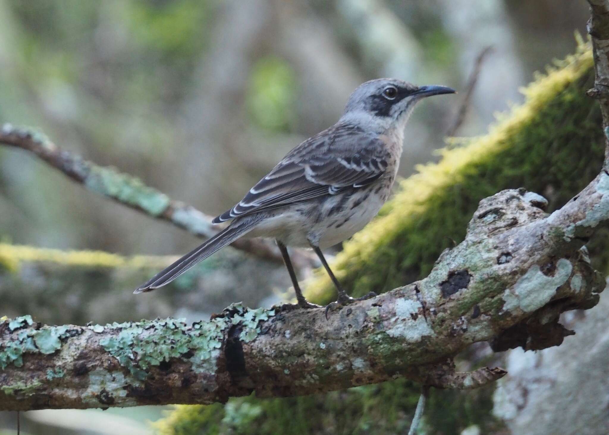 Image of San Cristobal Mockingbird