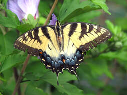 Image of Eastern Tiger Swallowtail