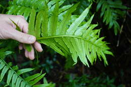 Image of Pitted Potato Fern