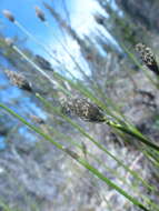 Image of Eriophorum vaginatum var. vaginatum