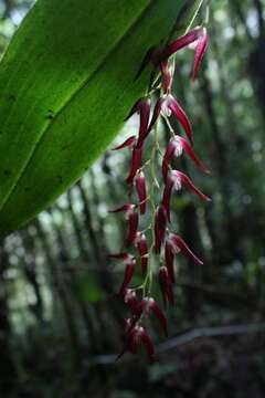 Image of Stelis megachlamys (Schltr.) Pupulin