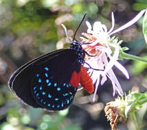 Слика од Eumaeus atala (Poey 1832)