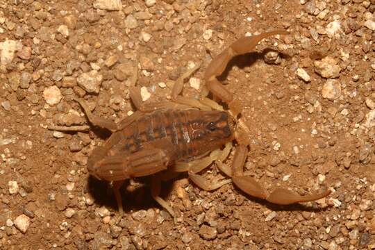 Image of Hottentotta trilineatus (Peters 1861)