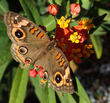 Image of milkweed