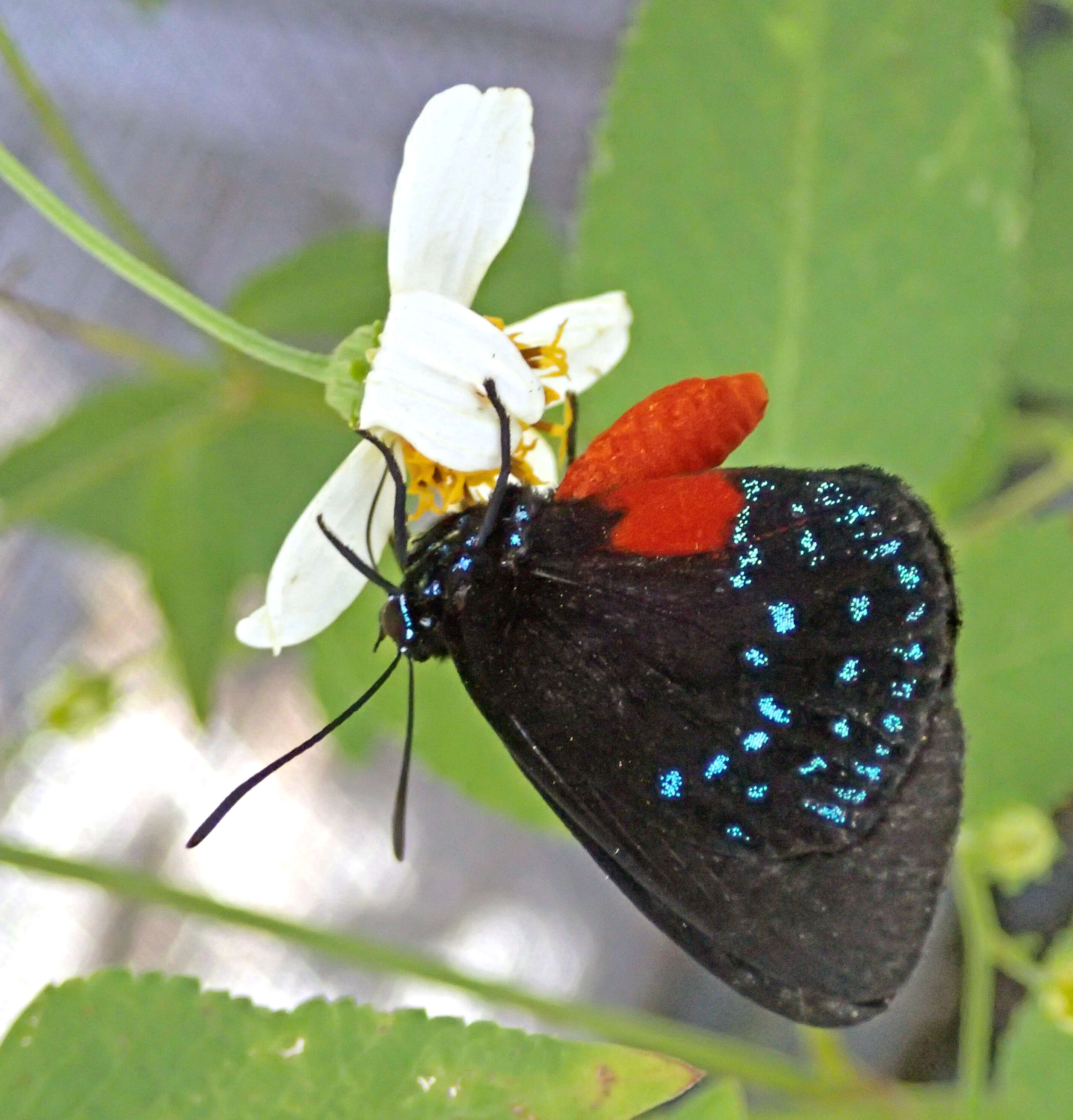 Слика од Eumaeus atala (Poey 1832)