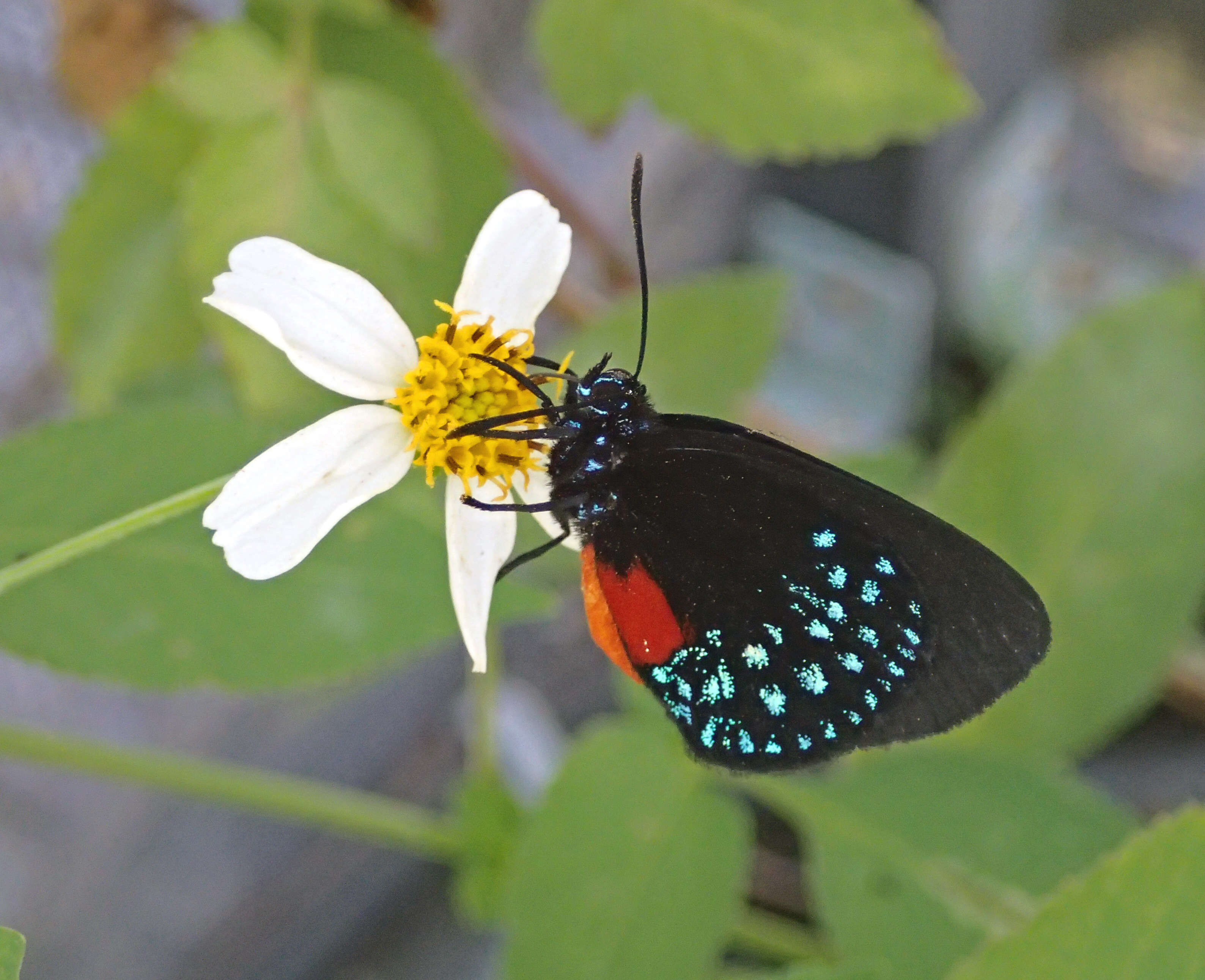 Слика од Eumaeus atala (Poey 1832)