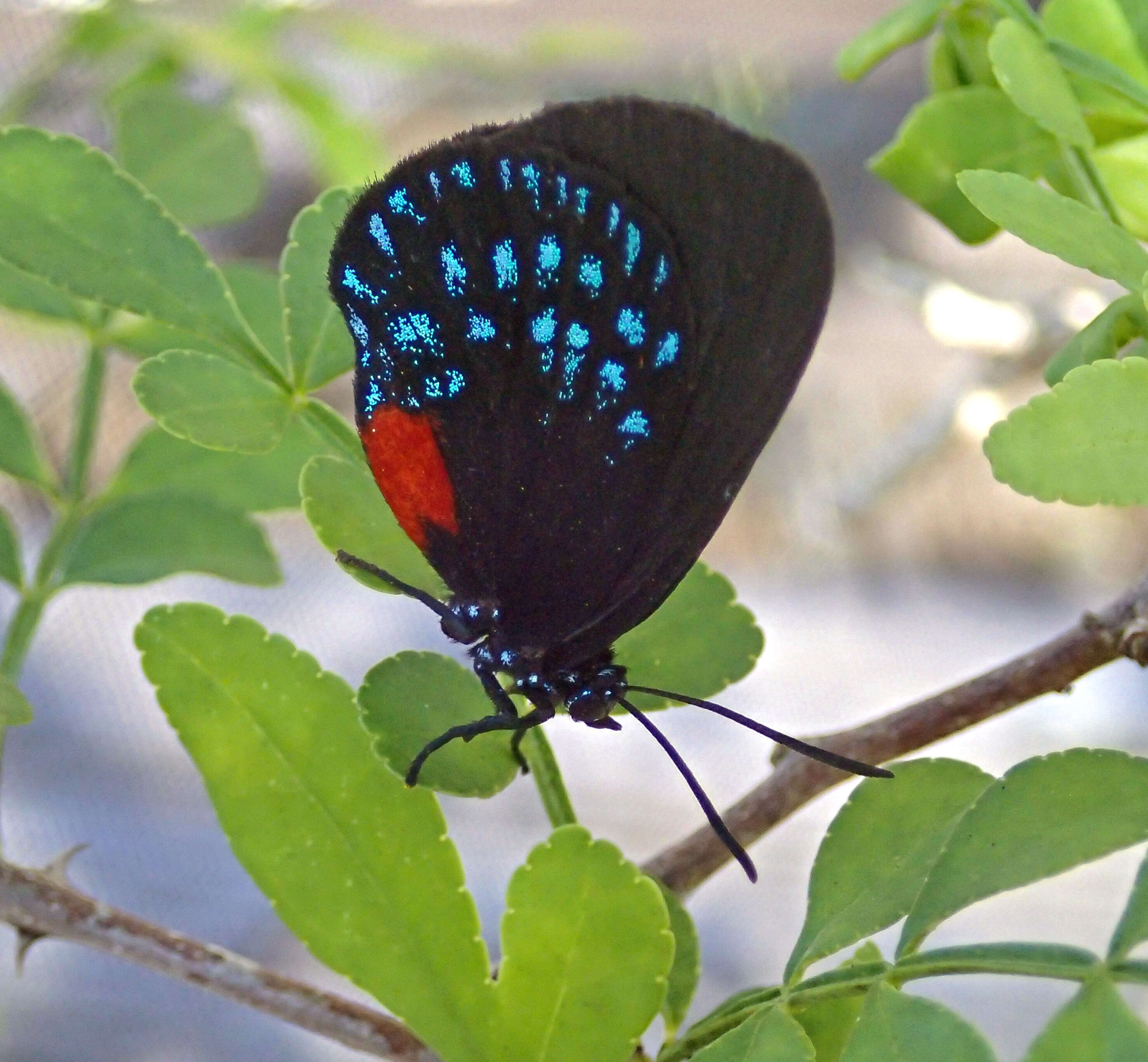 Слика од Eumaeus atala (Poey 1832)