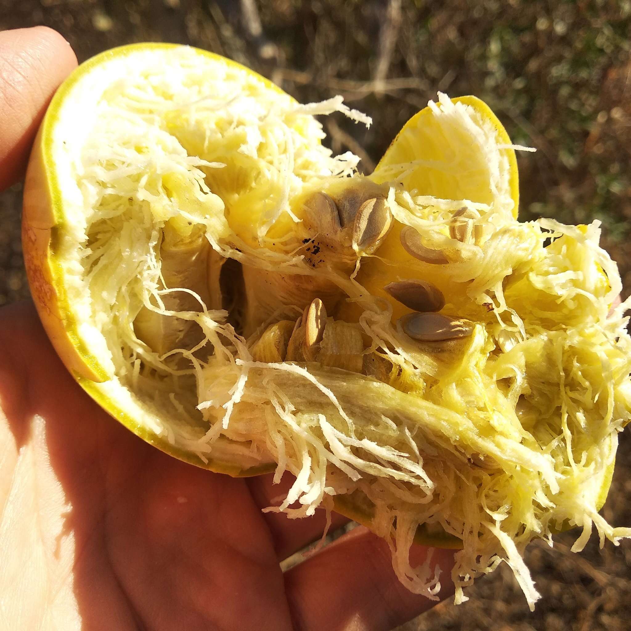 Cucurbita argyrosperma K. Koch resmi