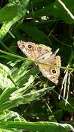 Image of Tropical Buckeye