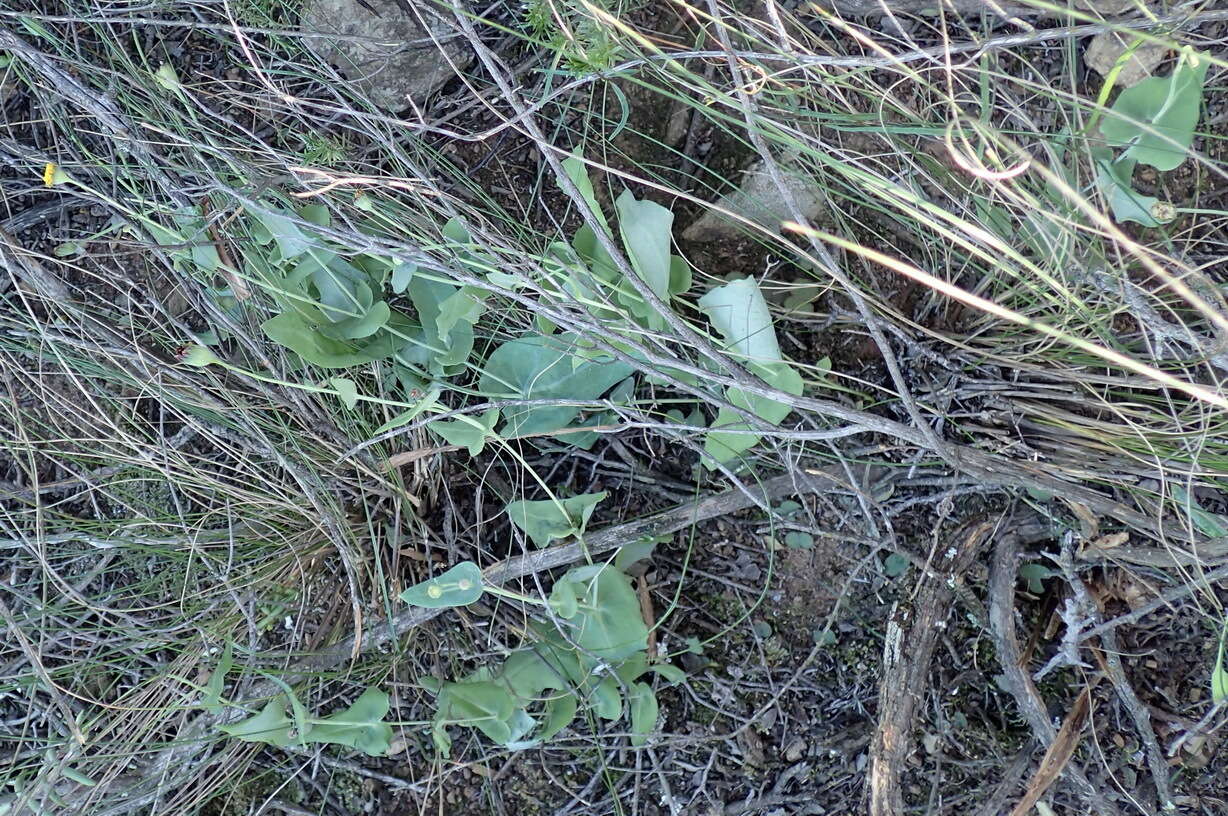 Image of Othonna perfoliata (L. fil.) Sch. Bip.