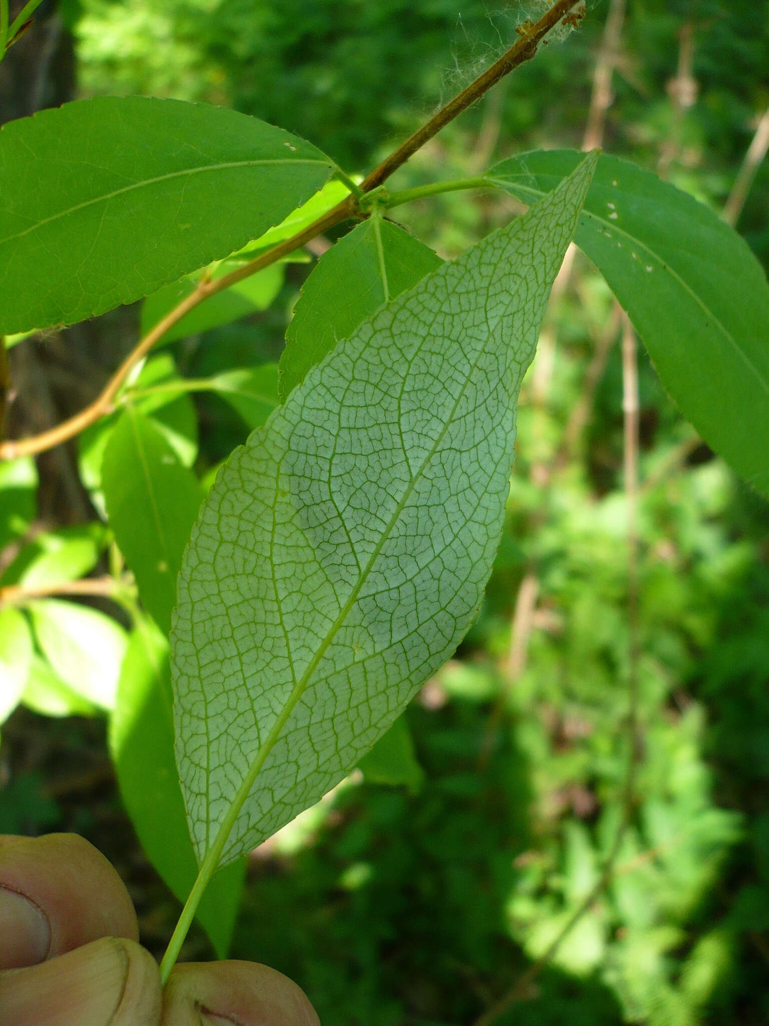 Image of Simon poplar