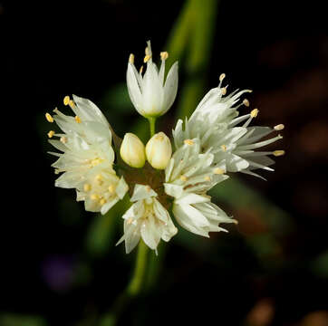 Image of Allium qasyunense Mouterde