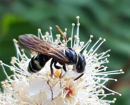 Image of Philanthus bilunatus Cresson 1865