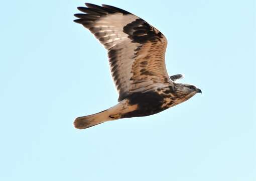 Image of Buteo lagopus sanctijohannis (Gmelin & JF 1788)