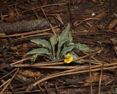 Image of goosefoot yellow violet