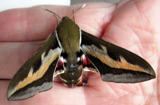 Image of Galium Sphinx