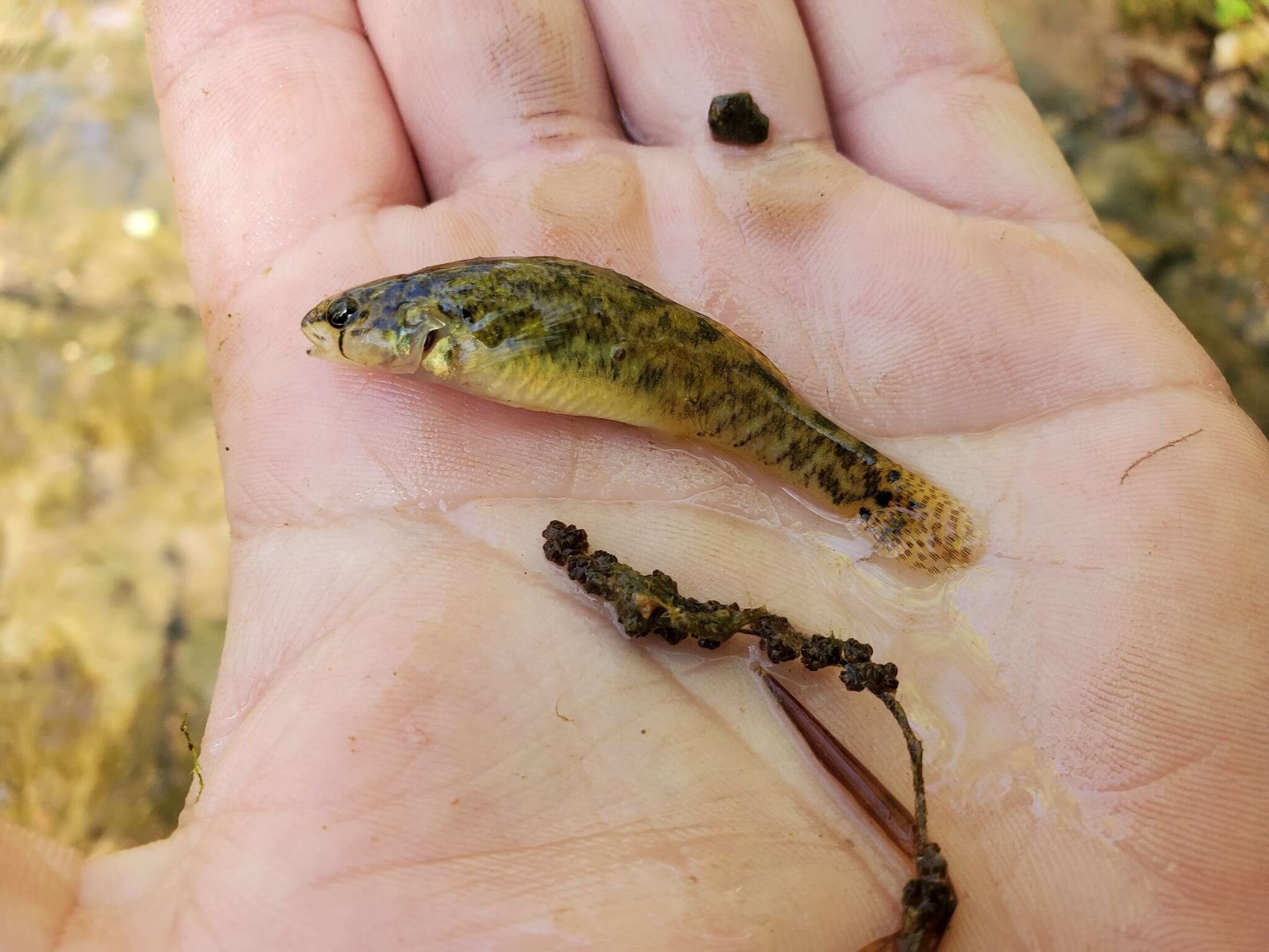 Image of Fringed Darter