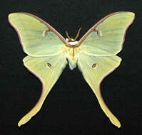 Image of Luna Moth