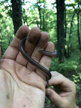 صورة Carphophis amoenus helenae (Kennicott 1859)