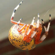 Image of Angulate & Roundshouldered Orbweaver