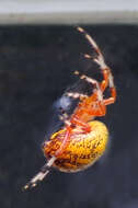 Image of Angulate & Roundshouldered Orbweaver