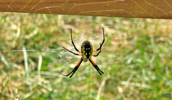 Image of Black-and-Yellow Argiope