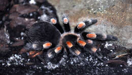 Image of Mexican Red Knee Tarantula