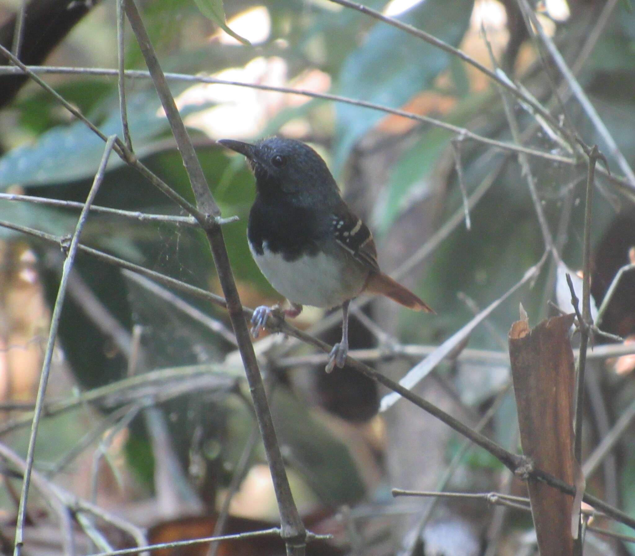 Image of Southern Chestnut-tailed Antbird