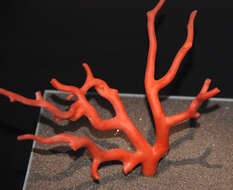 Image of Red coral