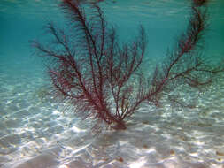 Image of feather gorgonian