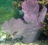 Image of Caribbean sea fan