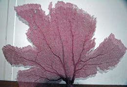 Image of Caribbean sea fan