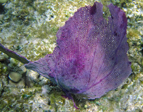 Image of Caribbean sea fan