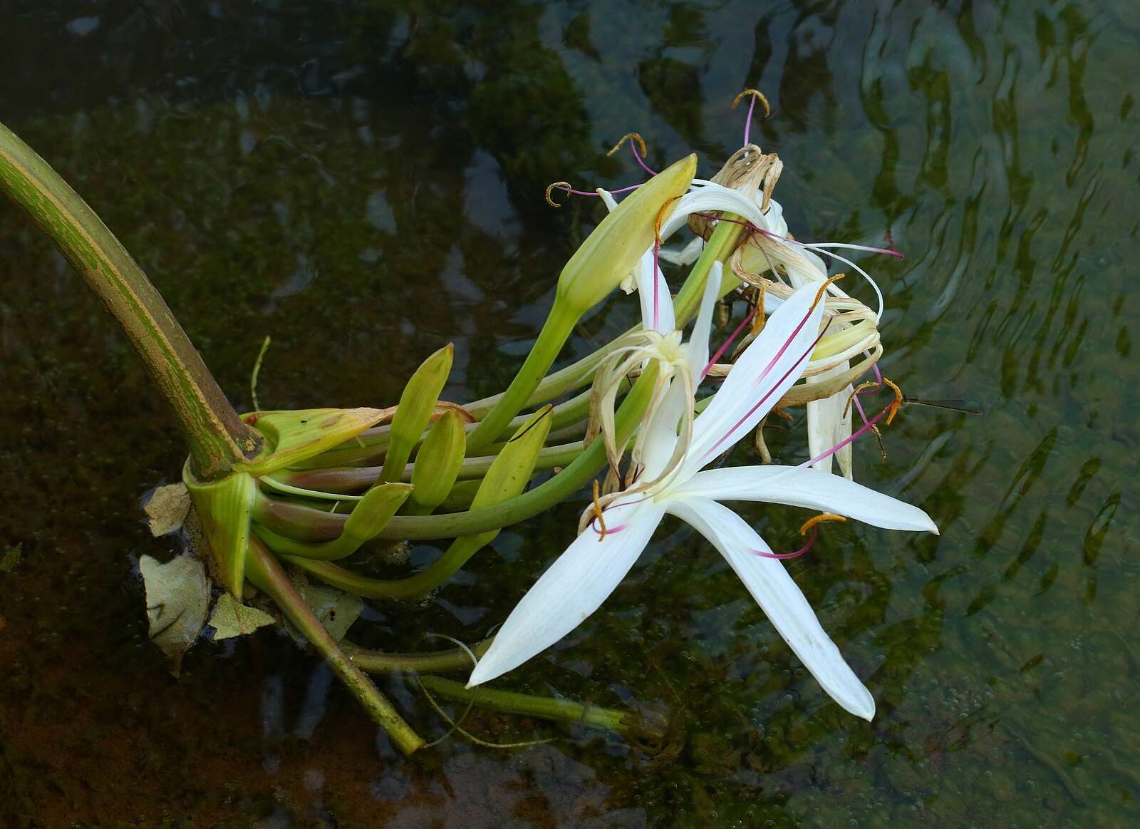 Слика од Crinum viviparum (Lam.) R. Ansari & V. J. Nair