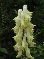 Imagem de Aconitum lycoctonum subsp. neapolitanum (Ten.) Nyman